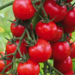 Tomate Cerise Supersweet 100 F1 bio. Le pot de 9 x 9 cm