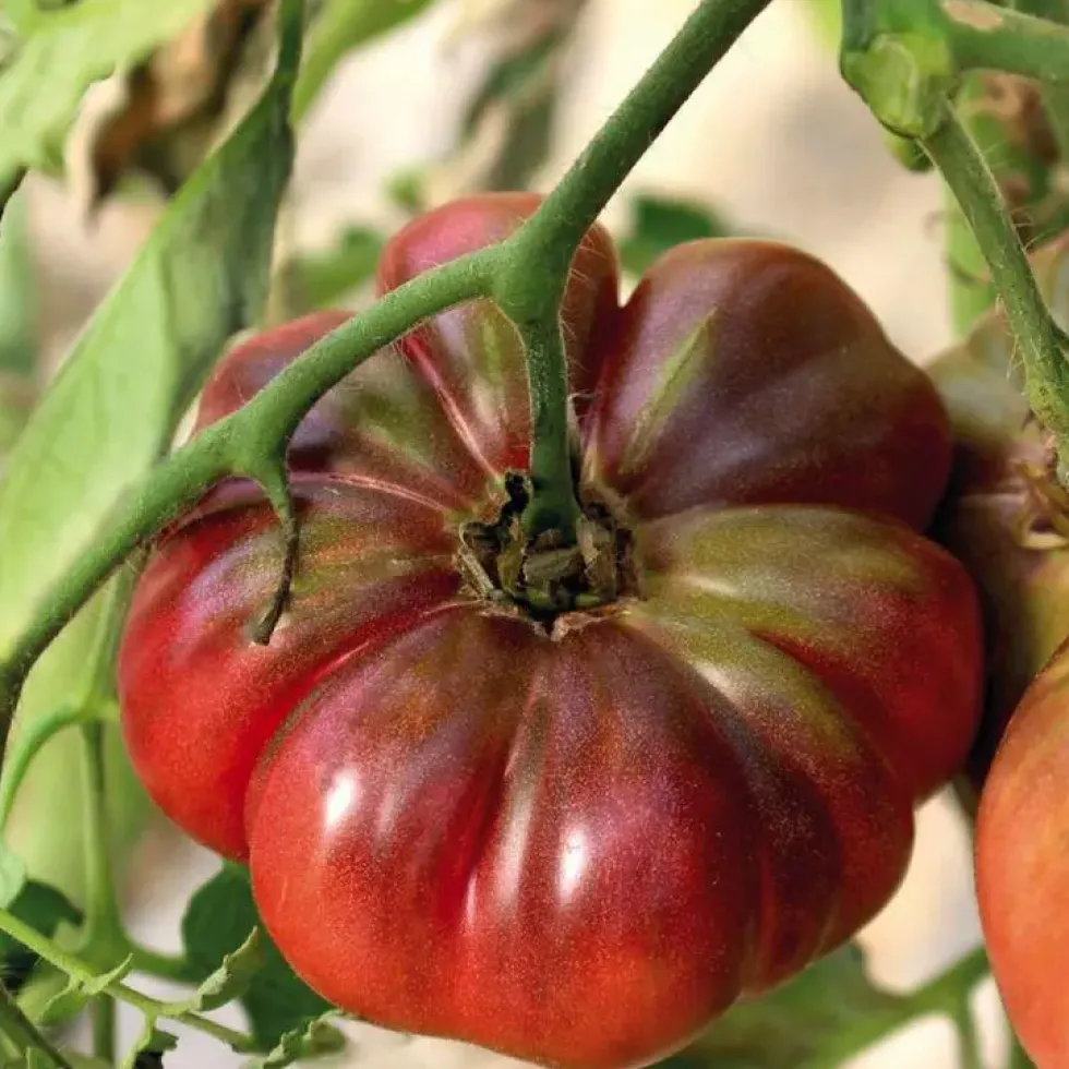 Tomate Côtelee Purple Calabash bio. Le pot de 9 x 9 cm