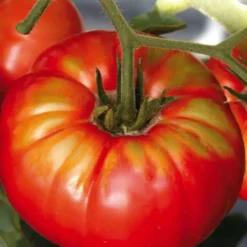 Tomate Ronde beefsteak Bio. La barquette de 3 plants