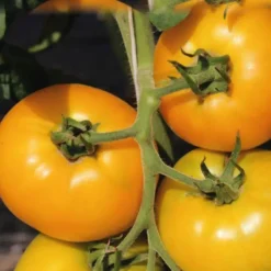 Tomate Ronde Golden Boy bio. Le pot de 9 x 9 cm