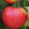 Tomate Ronde Rose De Berne Bio. La barquette de 3 plants