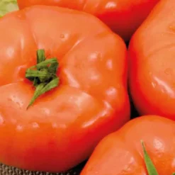Tomate Ronde Royale Des Guineaux bio. Le pot de 9 x 9 cm