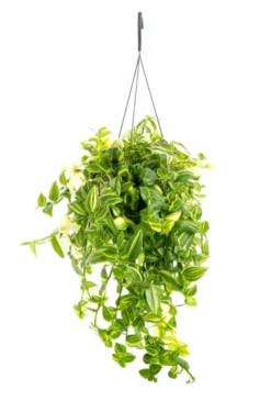 Tradescantia Yellow Hill jaune. La suspension Ø 14 cm