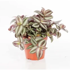 Tradescantia zebrina. Le pot Ø 12 cm