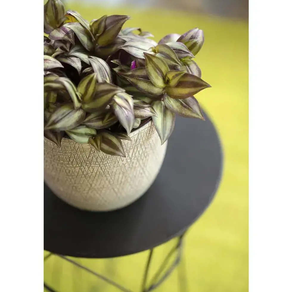 Tradescantia zebrina. Le pot Ø 12 cm