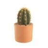 Trichocereus pasacana en pot terre cuite H 10 x Ø 20 cm