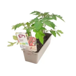 Trio de plants potagers de tomates cerises bio. La motte de 7 x 7 cm