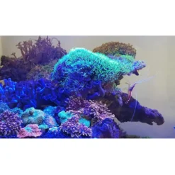 Tube LED blue spécifique pour galerie Multilux, JUWEL - 120cm, 23 Watts