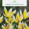 Tulipe species tarda botanic® - 10 bulbes