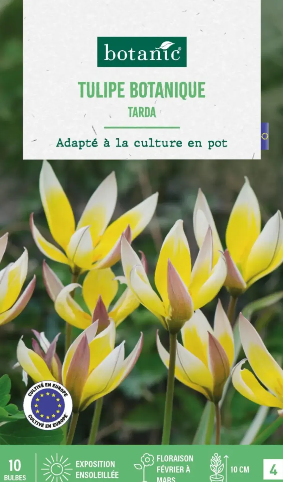 Tulipe species tarda botanic® - 10 bulbes