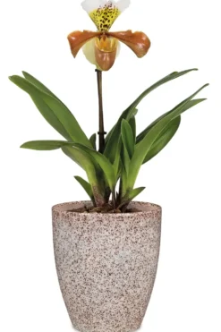 Vase Orchidée Roccia coloris multicolore en céramique - Ø 13 cm
