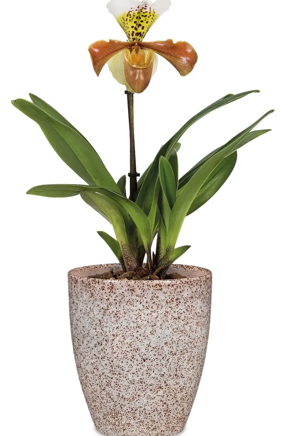Vase Orchidée Roccia coloris multicolore en céramique - Ø 13 cm