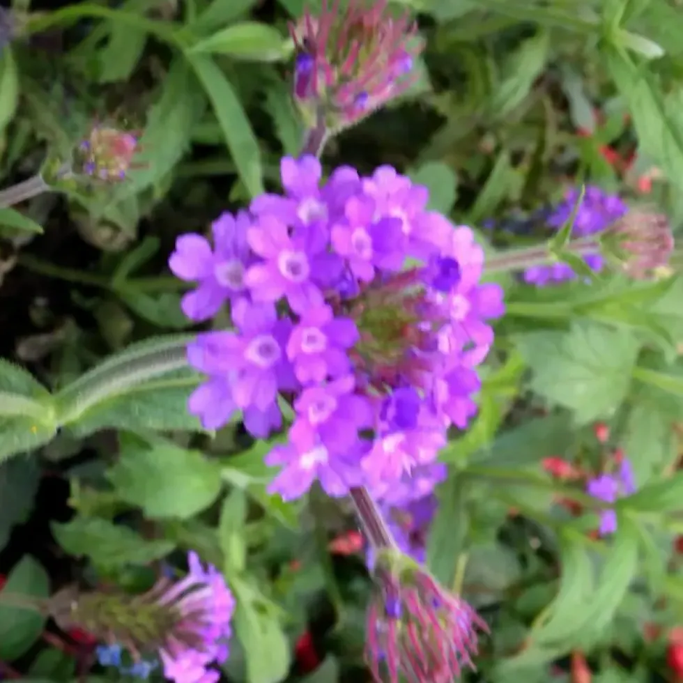 Verbena Venosa rose. Le pot de 2 litres