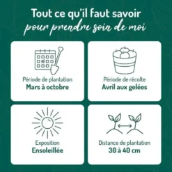 Verveine Citronnelle Bio. Le pot de 2,5 litres