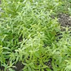 Verveine Citronnelle Bio. Le pot de 2,5 litres