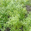 Verveine Citronnelle Bio. Le pot de 1 litre
