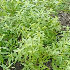 Verveine Citronnelle Bio. Le pot de 1 litre