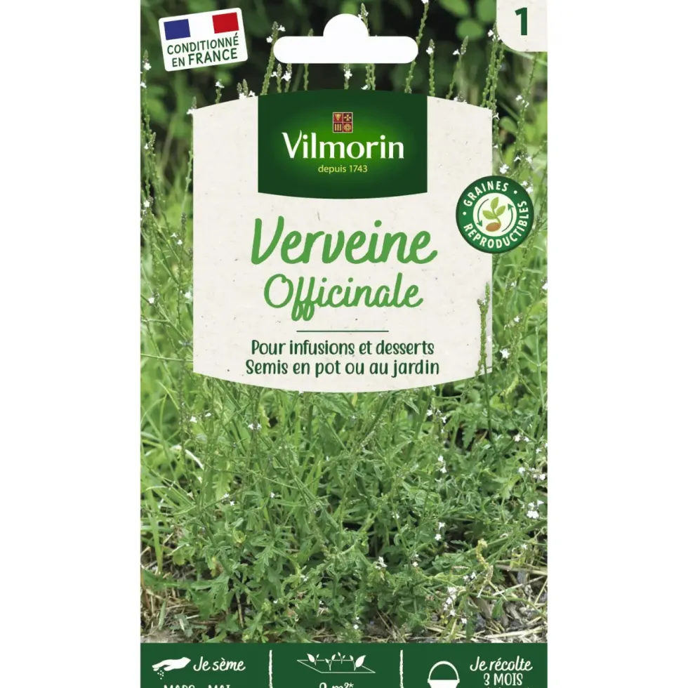 Verveine officinale Vilmorin - graines à semer