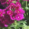 Verveine érigée - Le pot de Ø 9-12 cm