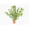 Viburnum Lucidum (Viorne Lucidum) en pot de 9 L vert