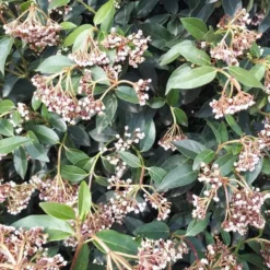 Viburnum Tinus ou Laurier-tin blanc. Le pot de 5 litres