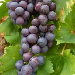 Vigne Cardinal. Le pot de 2 litres