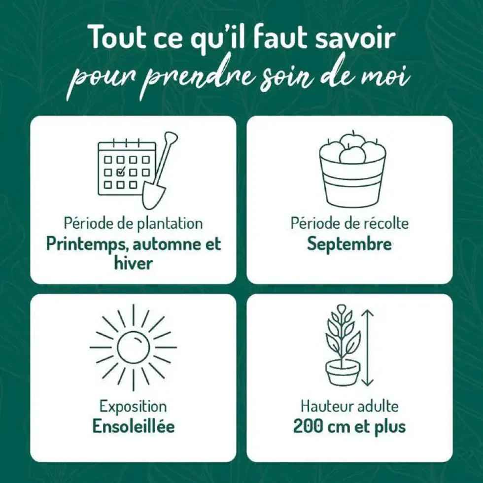 Vigne Cardinal. Le pot de 2 litres