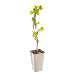 Vigne Cardinal. Le pot de 2 litres