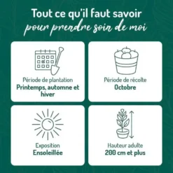 Vigne Muscat De Hambourg. Le pot de 2 litres