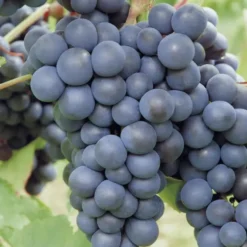 Vigne Muscat De Hambourg. Le pot de 2 litres