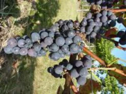 Vigne 'New York. Le pot de 5 litres
