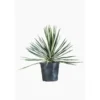 Yucca Gloriosa (Yucca Superbe) en pot de 9 litres vert