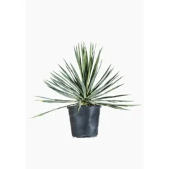 Yucca Gloriosa (Yucca Superbe) en pot de 9 litres vert