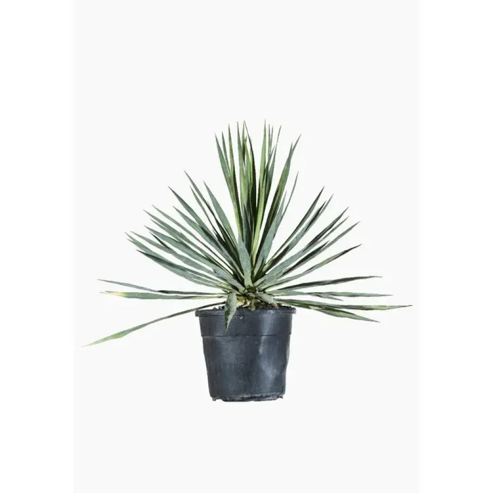 Yucca Gloriosa (Yucca Superbe) en pot de 9 litres vert