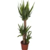 Yucca 3 pieds. Le pot Ø 24 cm