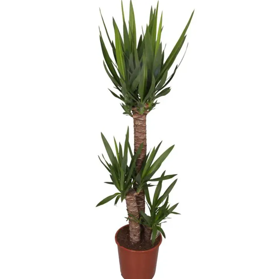 Yucca 3 pieds. Le pot Ø 24 cm