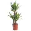 Yucca 3 pieds. Le pot Ø 21 cm
