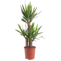 Yucca 3 pieds. Le pot Ø 21 cm