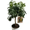 Yuzu coloris jaune - 5 L