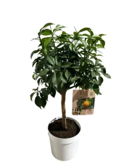 Yuzu coloris jaune - 5 L