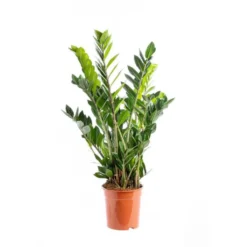 Zamioculcas. Le pot Ø 21 cm