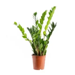 Zamioculcas. Le pot Ø 21 cm