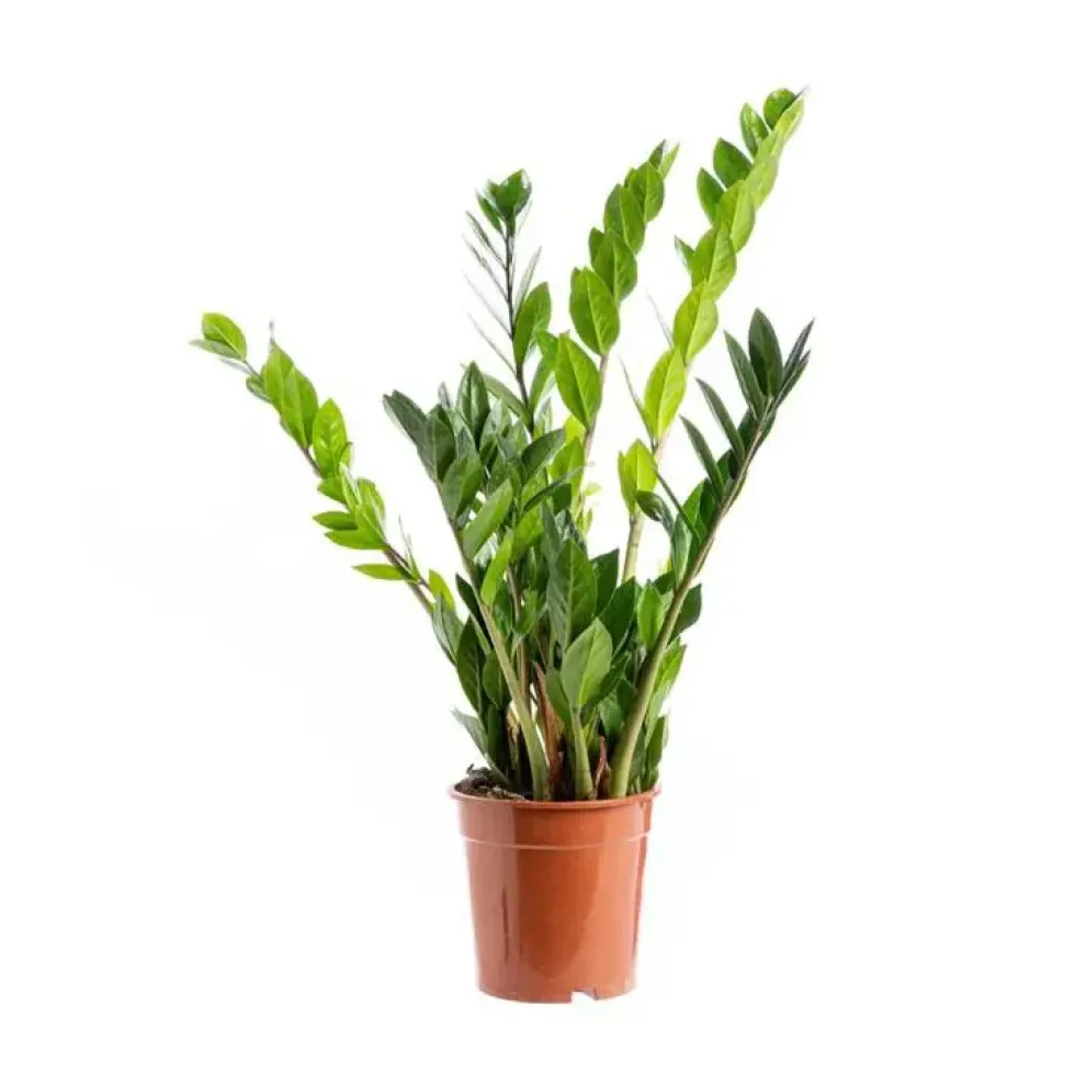 Zamioculcas. Le pot Ø 21 cm